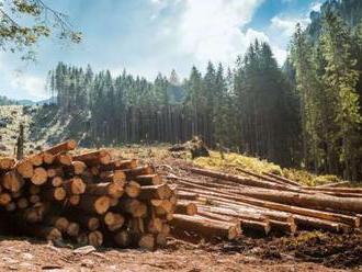Analytik: Les sa stal obeťou falošného marketingu, fotky holín sú účelové  