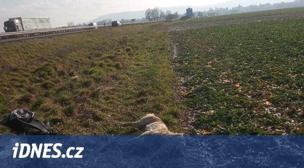 Auto srazilo v Českém ráji vlčici, ochranáři hledají dobrovolníky do hlídek