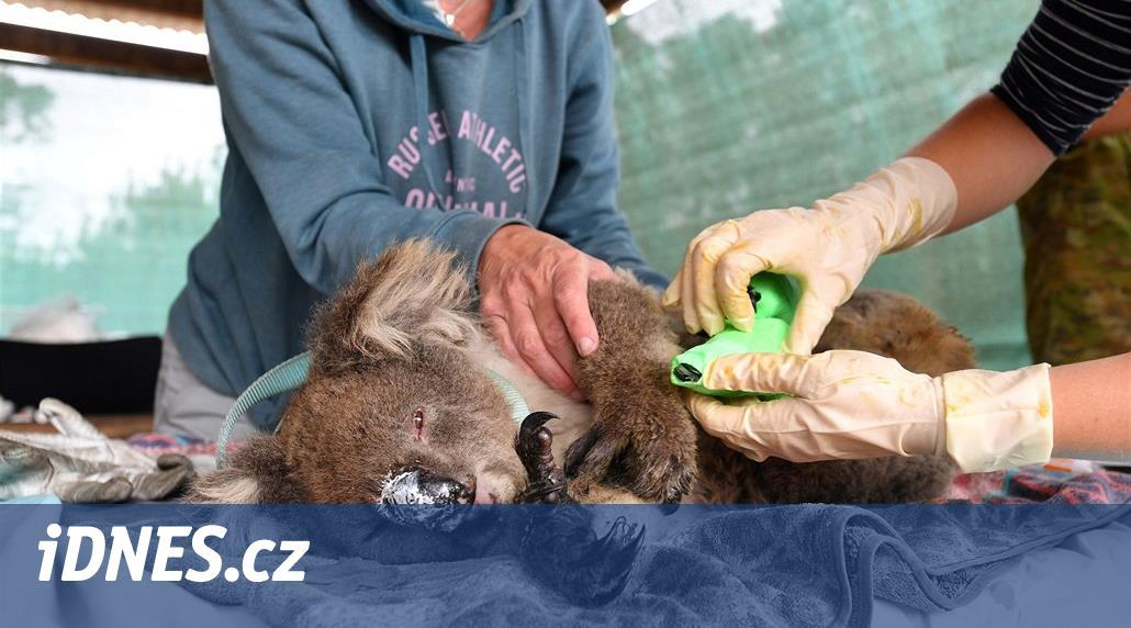 Na pomoc Austrálii lidé do sbírky Zoo Praha poslali 13,5 milionu korun