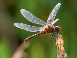 Drony se zmenšují na velikost hmyzu, jednou by mohly opylovat rostliny