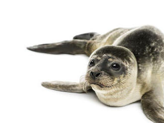 VIDEO: Nemecký ostrov je kolískou tuleních mláďat v Severnom mori