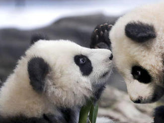 VIDEO: Berlínska zoo má novú atrakciu. Malé pandy vypustili do výbehu