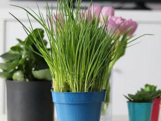 VIDEO: Izbové rastliny nie sú zázračnými čističkami vzduchu