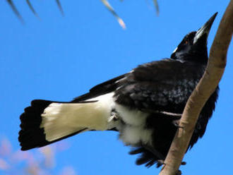 Austrálsky vták dokáže napodobniť zvuk záchranárskych sirén