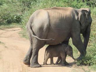 Vlani zahynul na Srí Lanke rekordný počet slonov. Väčšinu zabili ľudia