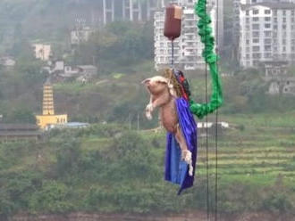 Ľudia sú zhrození z VIDEA z čínskeho zábavného parku: Bungee jumping testovali na prasati!