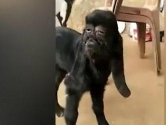 VIDEO Zmutované kozľa šokovalo dedinčanov: Veď tá tvár... vyzerá ako človek!