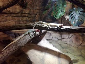 Liberecká zoo má nově pár dracén krokodýlovitých