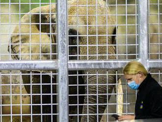 Safari park přivezl 46letou slonici ze Schönbrunnu, zoologové dělali dřevorubce