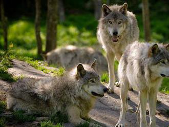 Minister životného prostredia Budaj je za určenie nulovej kvóty na lov vlka