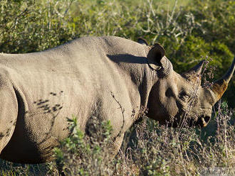 Zoo Dvůr Králové získala na oživení chovu nosorožce z Británie