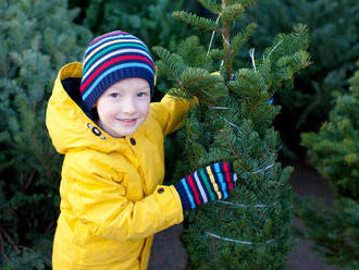 Ceny vánočních stromků zůstanou nebo se sníží, uvádí Sdružení pěstitelů