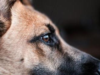 Kynolog z Mostecka ověřil u psů schopnost určit osobu s covidem