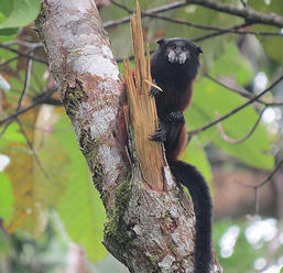 V Zoo Hodonín chovají nové drápkaté opičky
