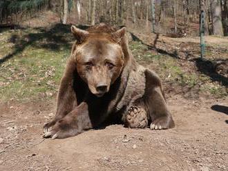 Zoo Plzeň přišla o nejstaršího medvěda v ČR, bylo mu 39,5 roku