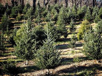 Prodej vánočních stromků přes internet? Sdružení pěstitelů se obává omezení stánků kvůli koronaviru