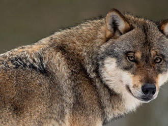 Vlk dravý bude na Slovensku chráneným živočíchom