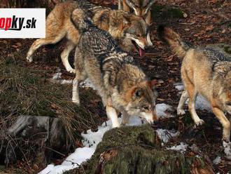 Enviromentalisti sa búria: Rozhodnutie o odstrele vlkov by mal minister Mičovský zrušiť