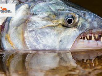 Bojnická zoo chová jednu z najnebezpečnejších rýb sveta: Trúfa si aj na človeka!