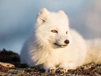 Skrotené líšky na Sibíri pokúšajú vedu