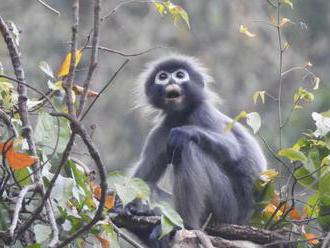 V Barme objavili dosiaľ neznámy druh opice, vyhlásili ho za kriticky ohrozený