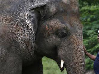Najosamelejší slon na svete dorazil do Kambodže, pridá sa k stádu