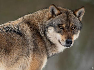 Agrorezort verí, že EK bude o kvóte vlkov rozhodovať na základe faktov