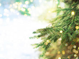 V Piešťanoch ukradli vianočný stromček z čarovného lesa