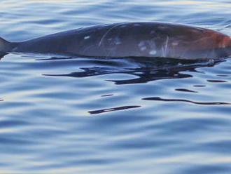 Pri pobreží Mexika možno objavili nový druh veľryby