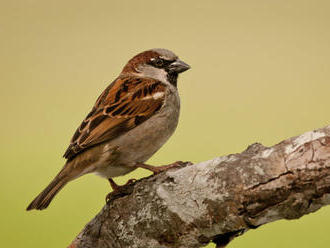Vedci zistili, že vrabec stavia hniezdo z bylín, aby chránil mladé