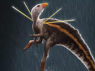 Nový druh dinosaura mal hrivu a z ramien mu vyrastali 