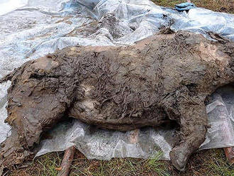 Ruskí vedci našli na Sibíri pozostatky nosorožca z doby ľadovej