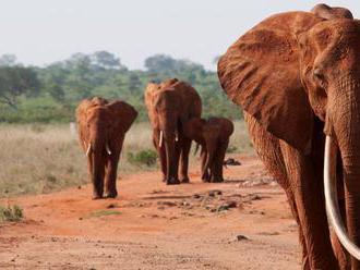Botswana repatriuje tisíce slonov do Angoly