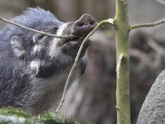 Jihlavská zoo představila nový chov prasat visajanských