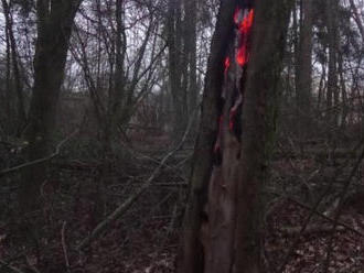 Požár v dutině ztrouchnivělého stromu v Častolovicích likvidovali profesionální hasiči z Rychnova…