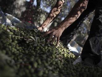 Španielski producenti olivového oleja už naplno pocítili clá v USA