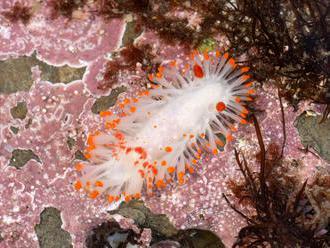 'We're nudibranch people': How enthusiasts help get science done     - CNET