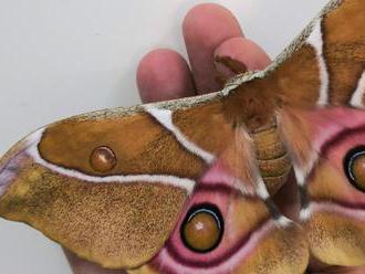 Deaf moths hide from hungry bats through acoustic camouflage     - CNET