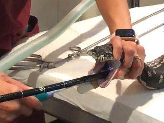 Watch vets pull an entire beach towel out of a python     - CNET