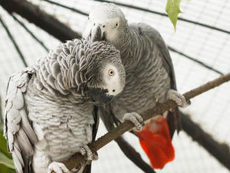 Zaujímavosti o papagájoch, ktoré vás prekvapia
