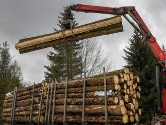 Čína loni koupila kůrovcové dřevo z Česka za miliardy. Letošní dodávky ale komplikuje koronavirus