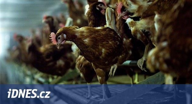 Nejezte chlorovaná kuřata, jinak obchodní dohoda nebude, vzkazuje EU Britům