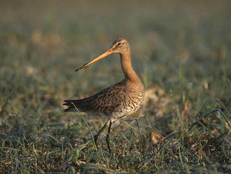 Nizozemci sepsali petici na ochranu národního ptáka břehouše