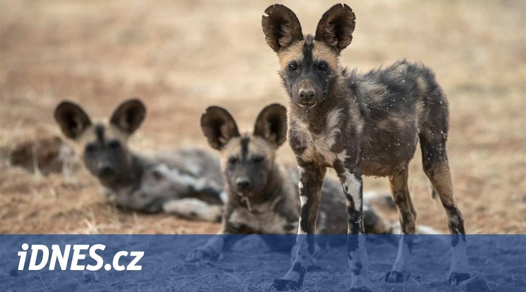 V britské zoo kvůli Ciaře uhynulo šestnáct zvířat, rozsápali je psi