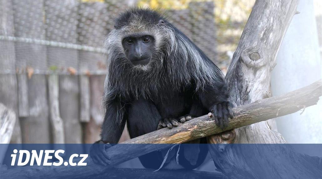Z jihlavské zoo utekly dvě opice, jedna si vytáhla uspávací injekci