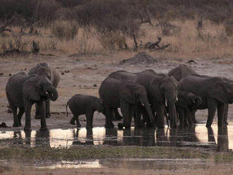 Vláda začala udeľovať licencie na zabíjanie slonov
