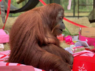 Sandra, samica orangutana, ktorej súd priznal štatút osoby, má nového priateľa