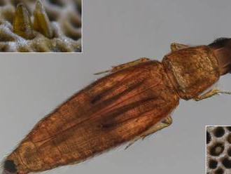 Najmenší chrobák Európy žije aj v Nízkych Tatrách