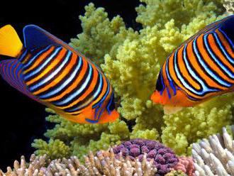 Klimatické zmeny by mohli do roku 2100 zabiť takmer všetky koralové útesy