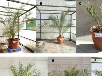 Izraelským vedcom sa podarilo vypestovať palmy zo semien starých 2000 rokov